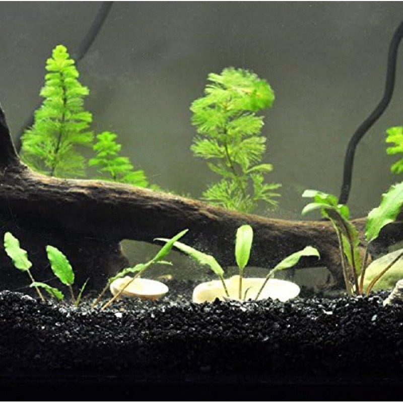 Aquarium Plant Seeds - 300g Gorgeous Aquarium Decoration - Aquarium