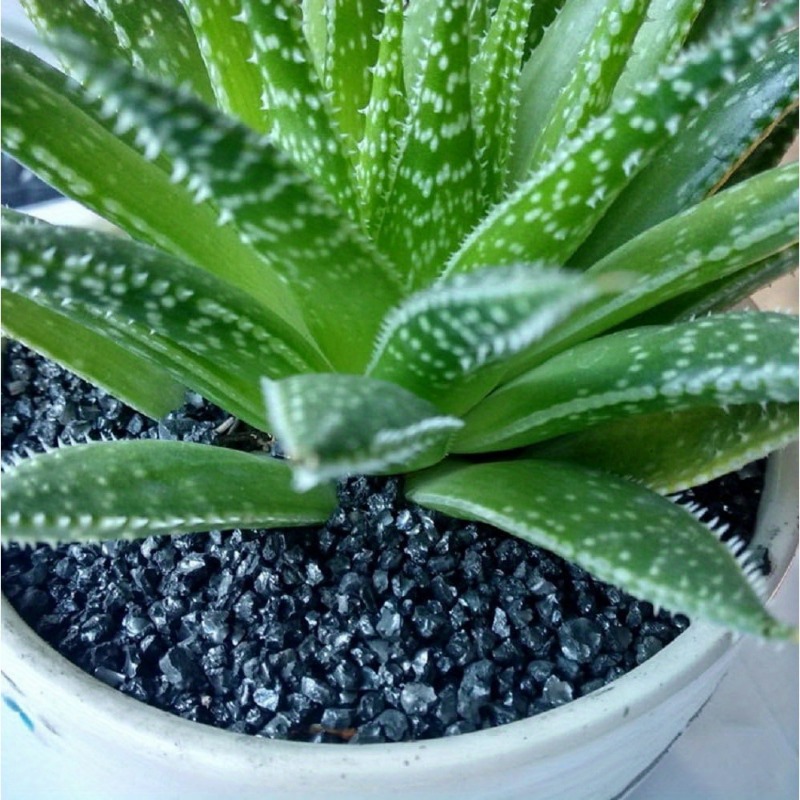 300g Gorgeous Aquarium Decorat - Aquarium Plant Seeds ulasan dan harga