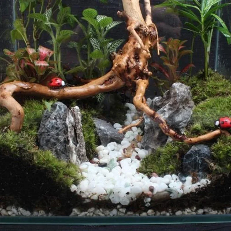 Natural Tree Trunk Driftwood A - Aquarium Planted Substrate ulasan dan harga