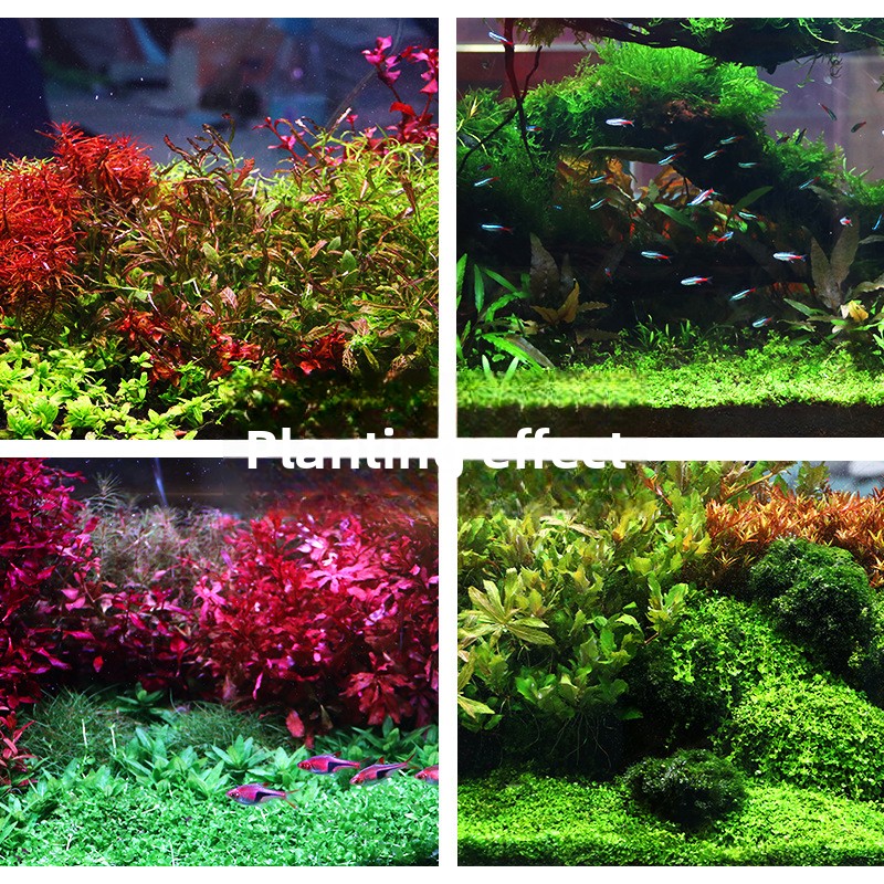 SYSENCIAGA Planted Aquarium Su - Aquarium Planted Substrate ulasan dan harga