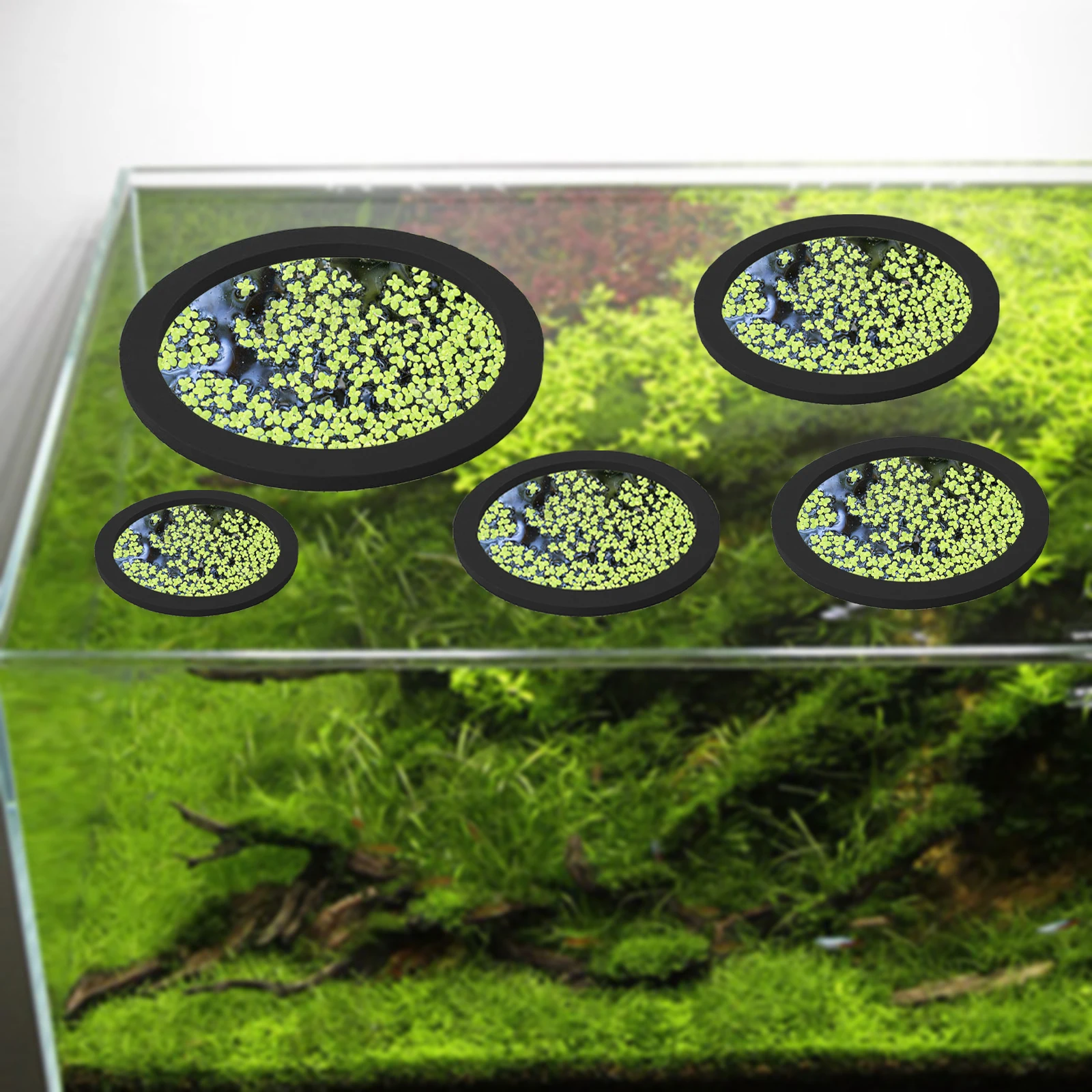5Pcs EVA Fish Feeding Ring Aqu - Aquarium Plant Original ulasan dan harga