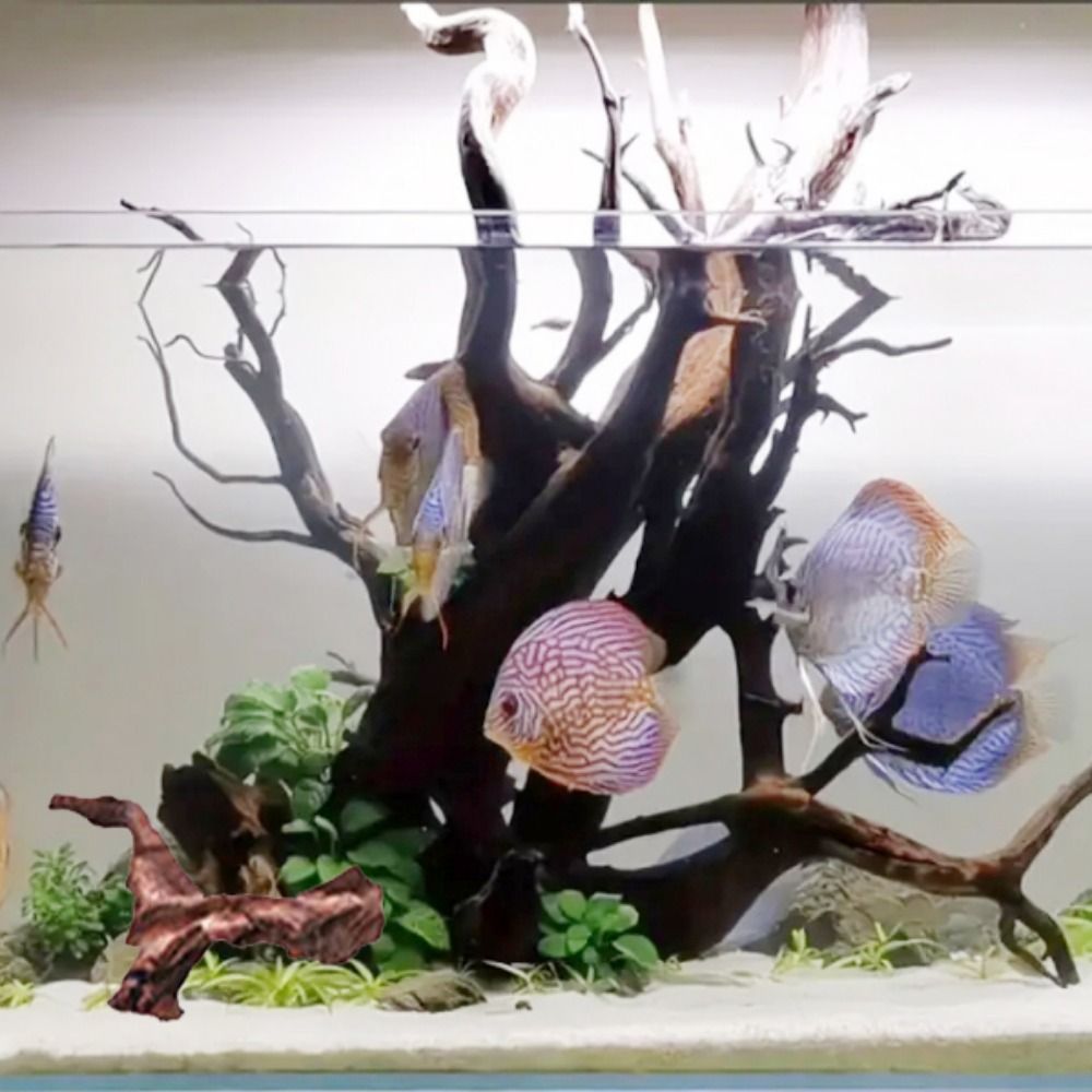 Creative Irregular Shape Coral - Aquarium Planted Substrate ulasan dan harga