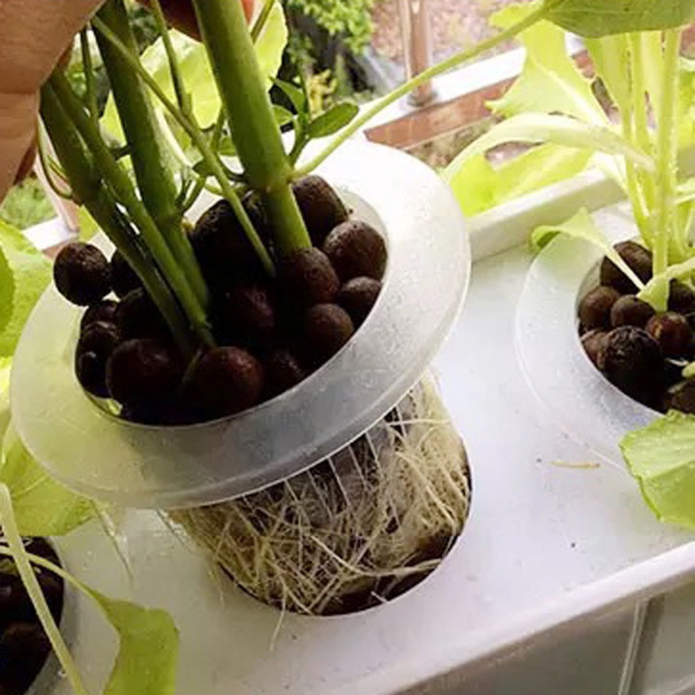10/50pcs Garden Supplies Aquar - Aquarium Plant Seeds ulasan dan harga