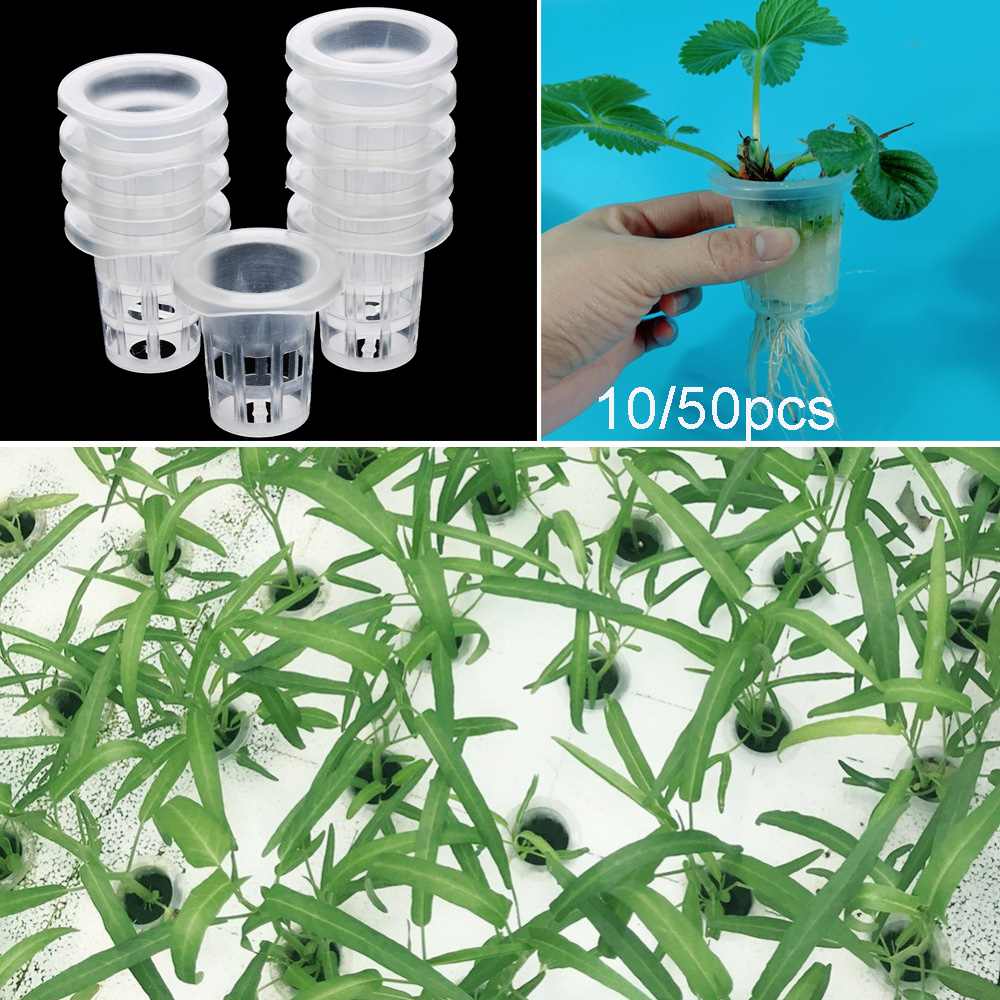 10/50pcs Garden Supplies Aquar - Aquarium Plant Seeds ulasan dan harga