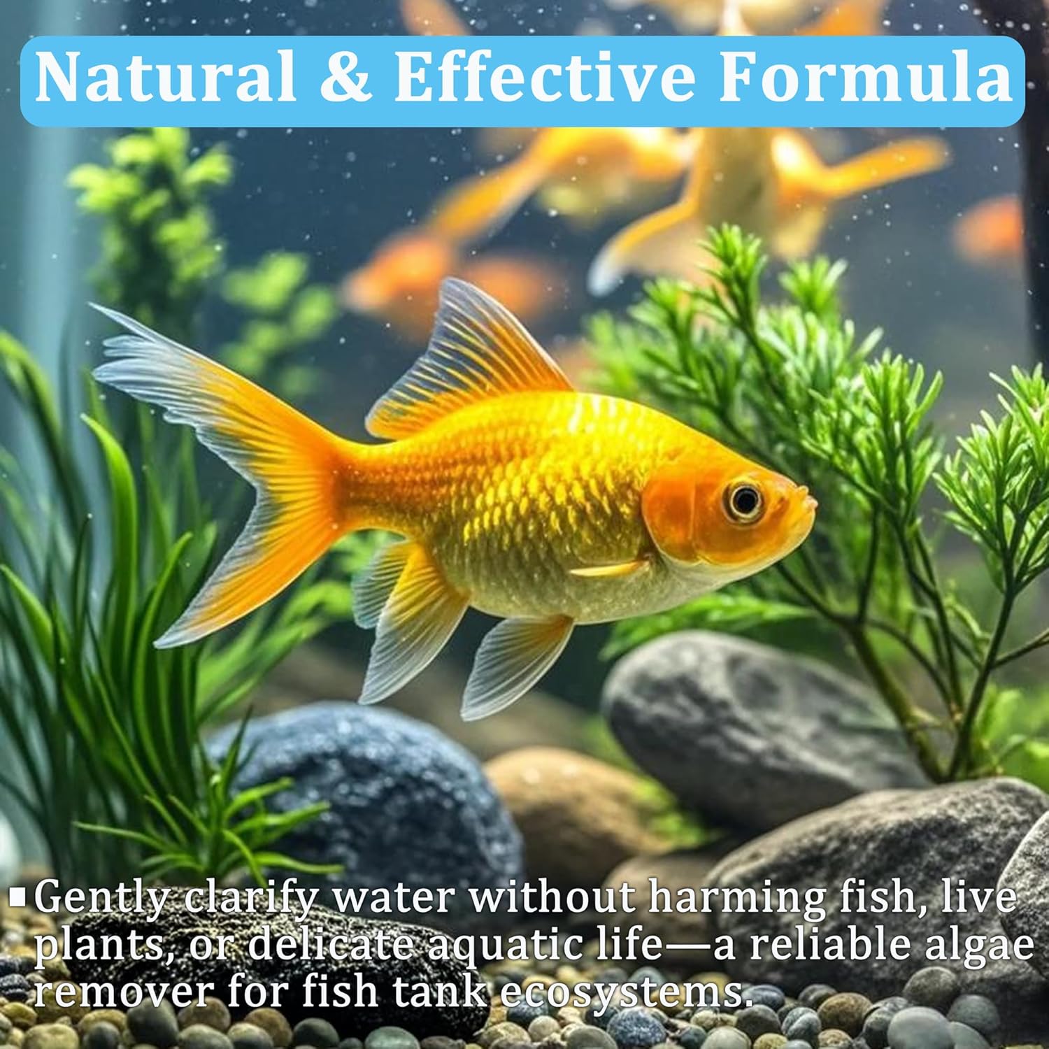 Aquarium Water Purification Ta - Aquarium Plant Seeds ulasan dan harga