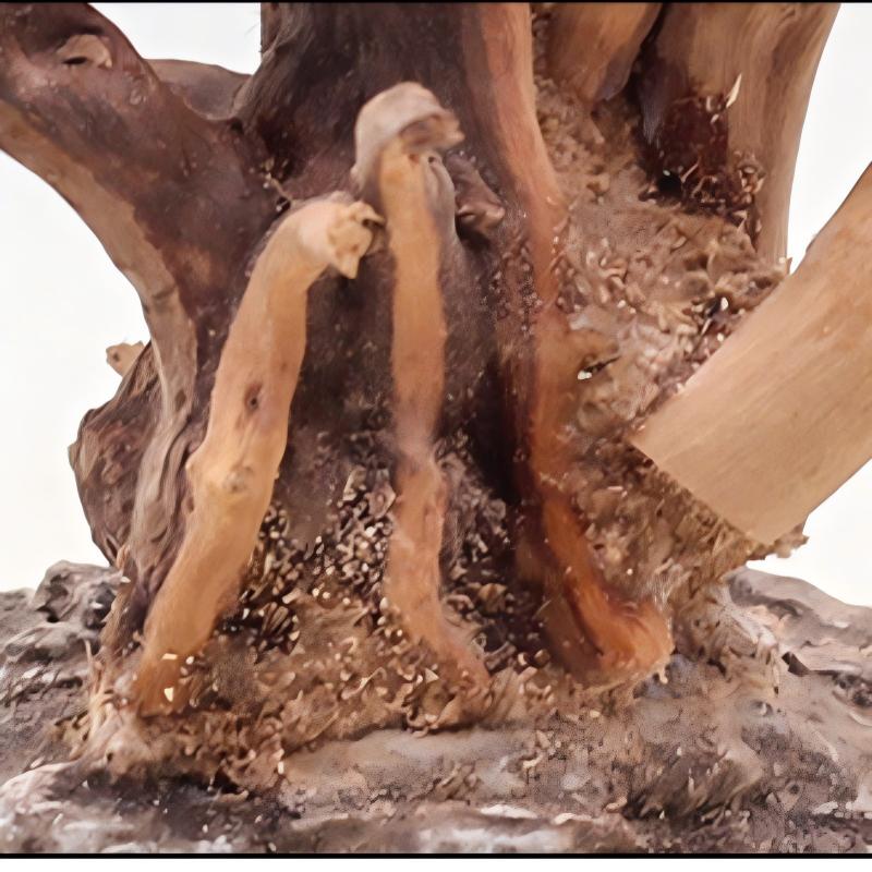 1PC Aquarium Landscaping Wood  - Aquarium Planted Substrate ulasan dan harga
