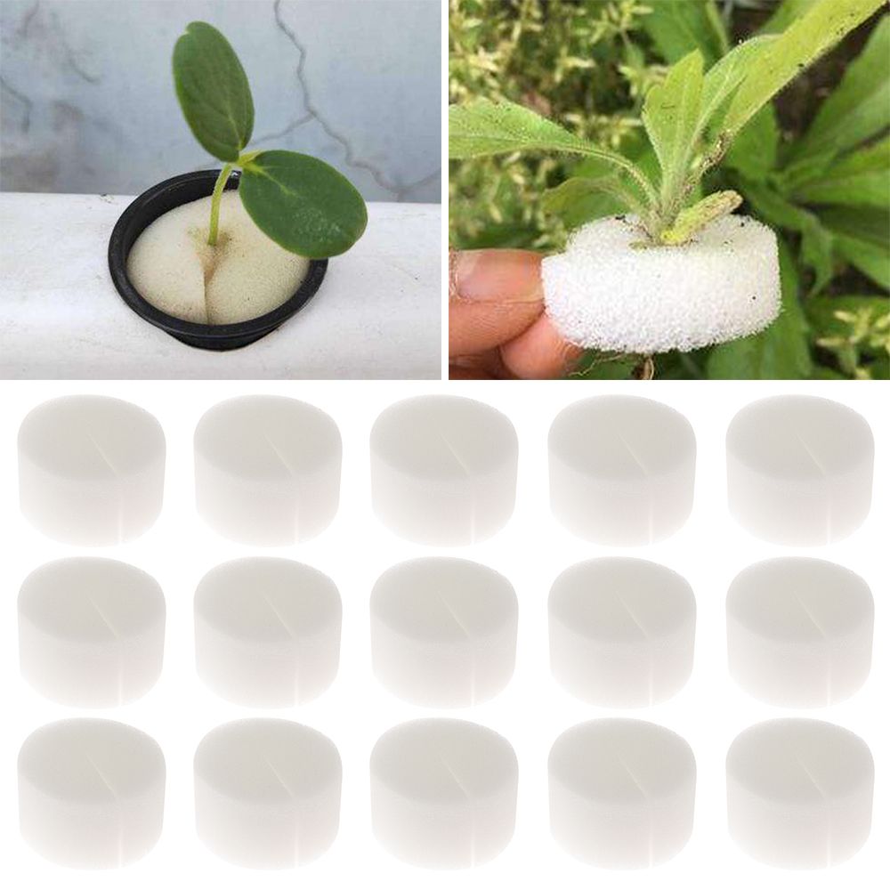10/50pcs Durable Planting Aqua - Aquarium Plant Seeds ulasan dan harga