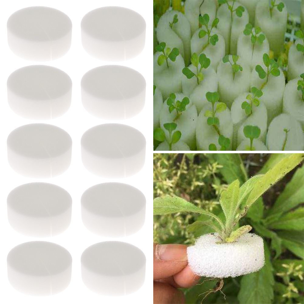 10/50pcs Durable Planting Aqua - Aquarium Plant Seeds ulasan dan harga