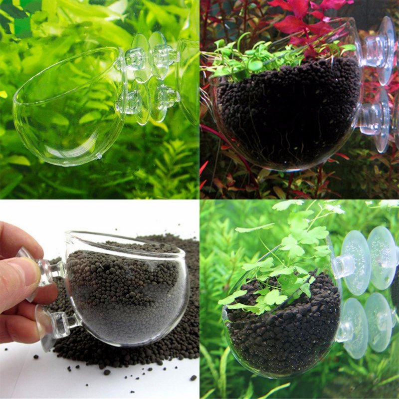 Aquarium Hanging Plant Pot Gla - Aquarium Plant Seeds ulasan dan harga