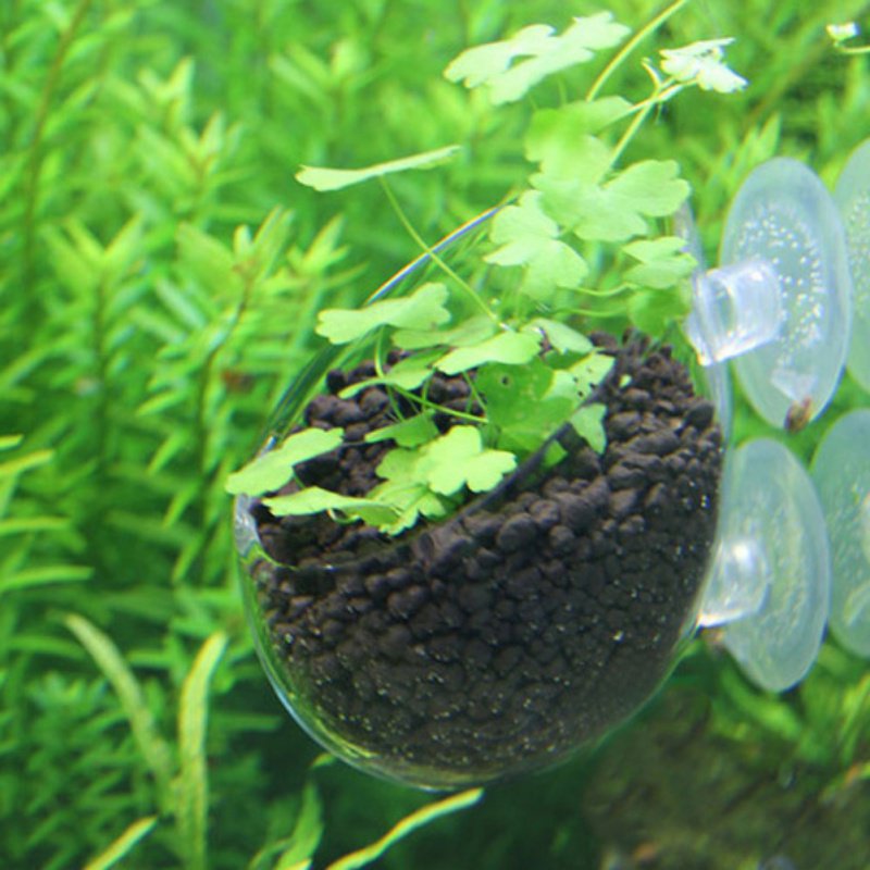 Aquarium Hanging Plant Pot Gla - Aquarium Plant Seeds ulasan dan harga