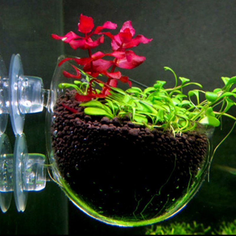 Aquarium Hanging Plant Pot Gla - Aquarium Plant Seeds ulasan dan harga