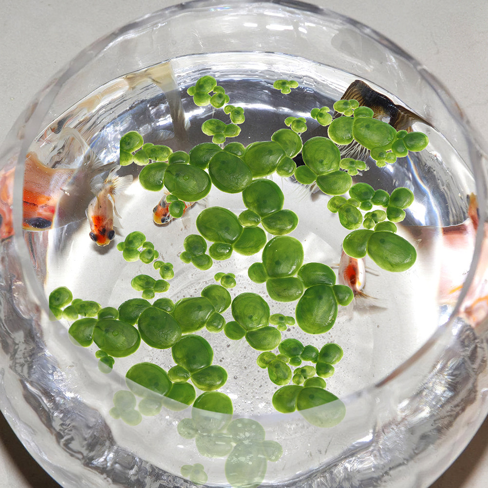 6Pack Mini Fake Artificial Flo - Planted Aquarium Mini ulasan dan harga