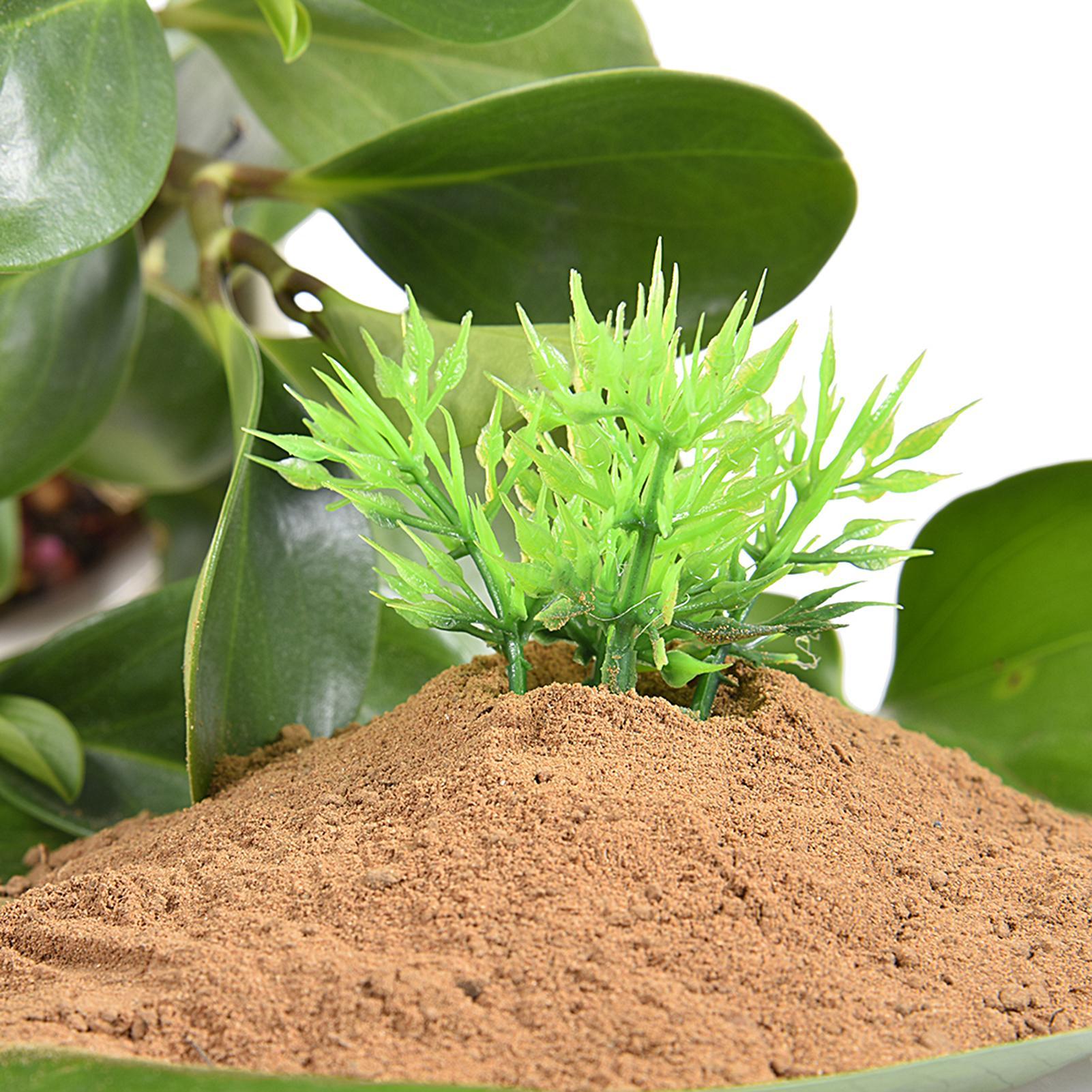 Aquatic Pond Nutrition Clay So - Aquarium Plant Seeds ulasan dan harga