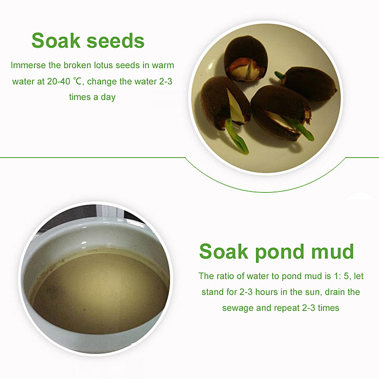Aquatic Pond Nutrition Clay So - Aquarium Plant Seeds ulasan dan harga