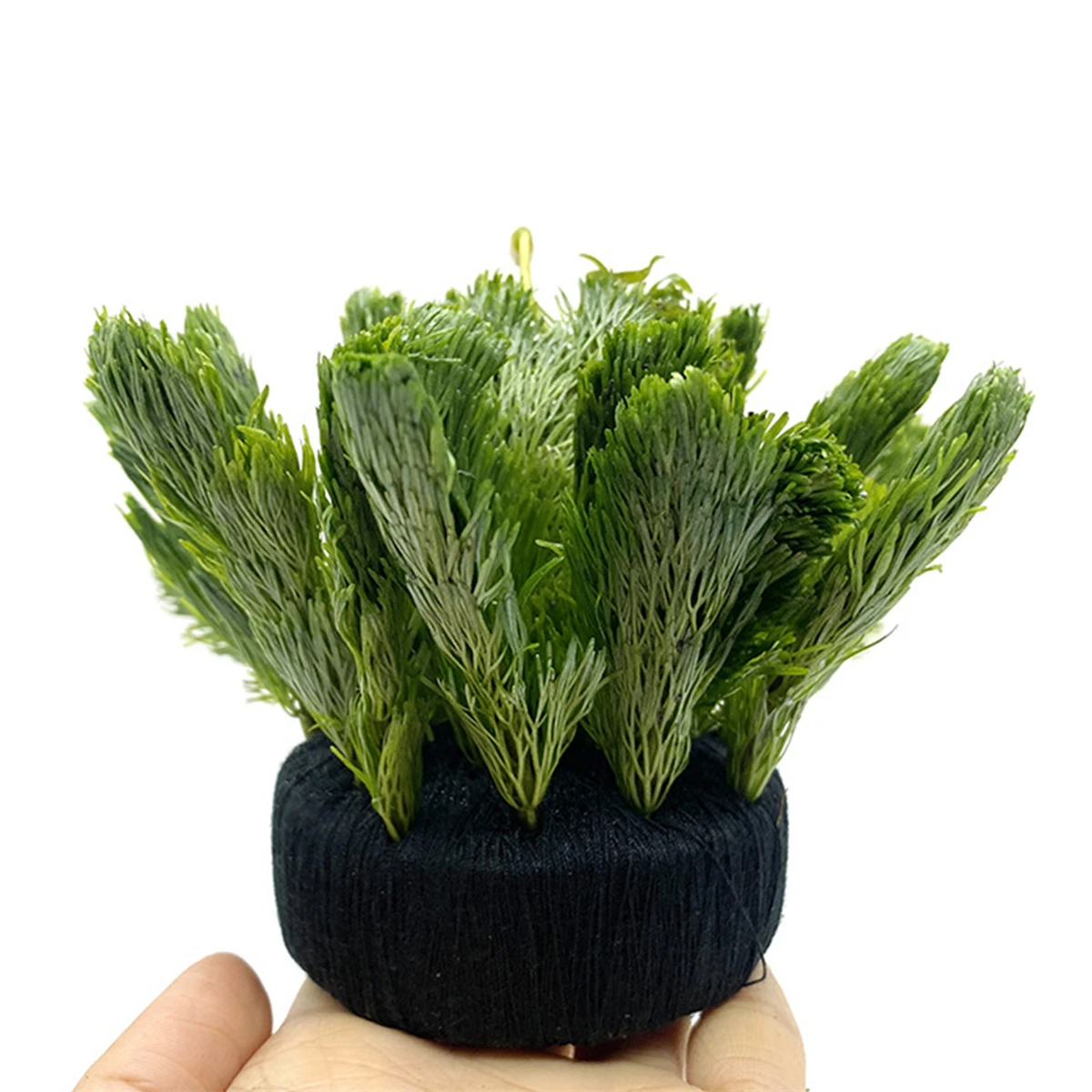 5Pcs Black Fish Tank Water Gra - Aquarium Planted Substrate ulasan dan harga